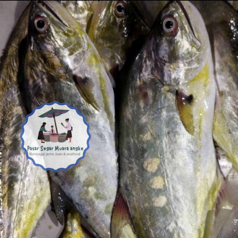 

Ikan Talang Talang Segar Seafood hasil laut segar 1 kg