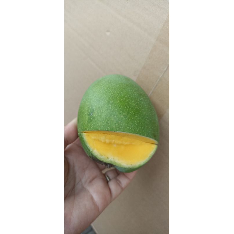 

mangga SENGIR