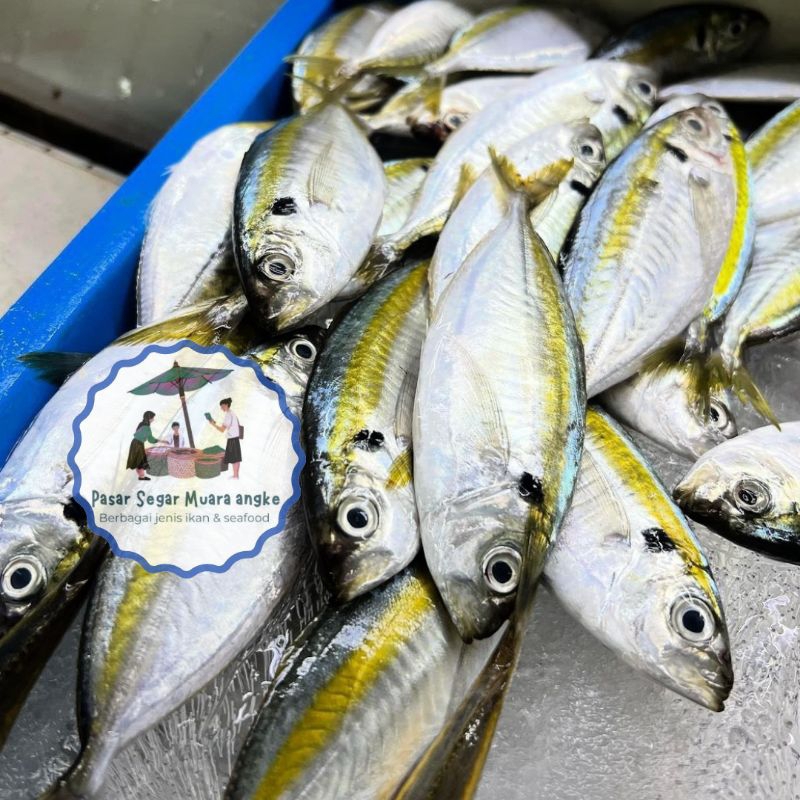 

Ikan Selar Segar Seafood hasil laut segar 1 kg
