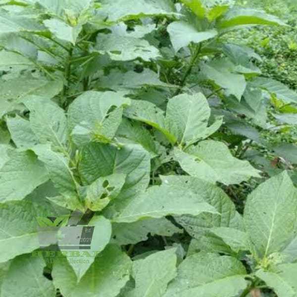 

Jual Daun Kecubung Segar 300 gram fresh