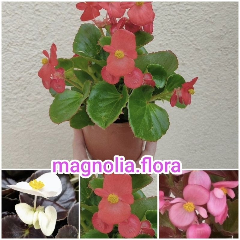 Begonia semperflorens /bunga merah putih pink tidak tumpuk / bibit tanaman hias bunga