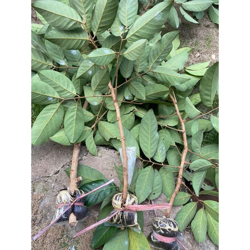 bibit fresh cangkok rambutan rapiah asli valid