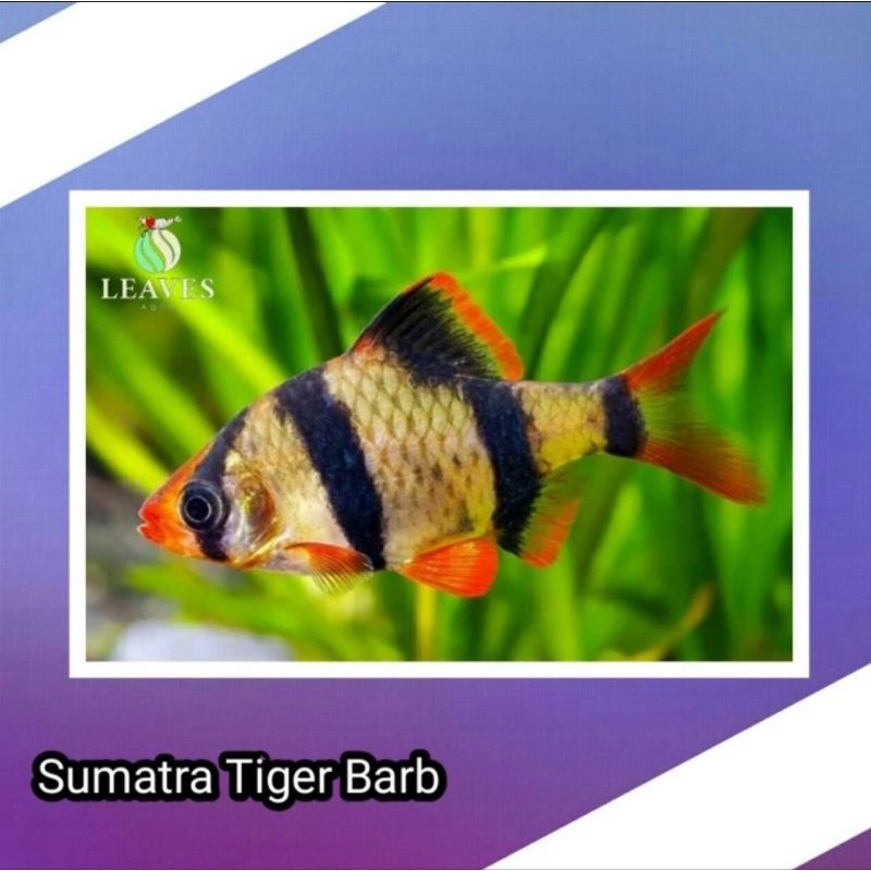Sumatra tiger barb