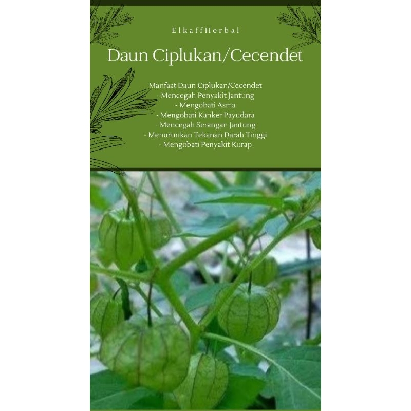 

4gr Rempah Daun Ciplukan Kering|Daun Cecendet Kering| Herbal Alami Ciplukan Cecendet