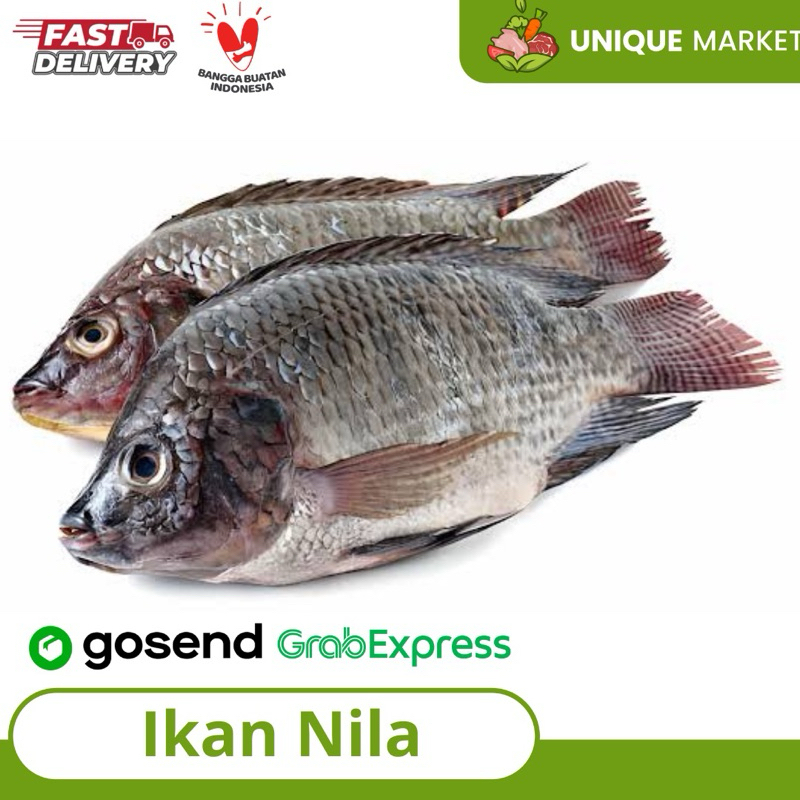 

Ikan Nila Segar