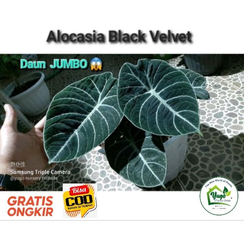 black velvet daun JUMBO Tanaman hias alokasia hitam alocasia Black velvet