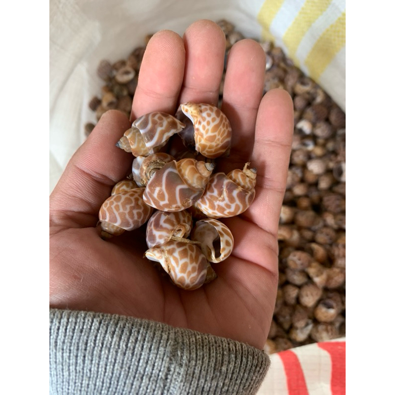 Cangkang Kerang / Cangkang Keong macan / Cocok untuk Kerajinan harga per 150gr