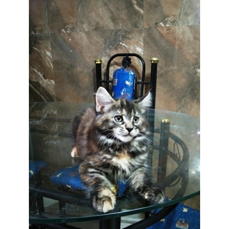 Kucing Kitten MaineCoon Pure Bkn mix. induk ped Cfa Asli Maine Coon