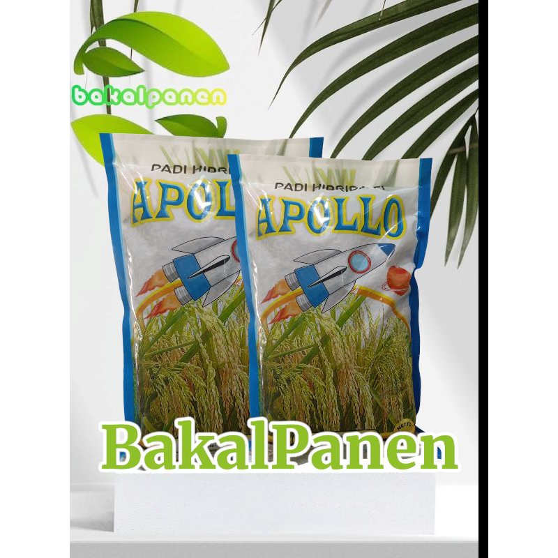 benih bibit Padi hibrida APOLLO 1kg padi unggul