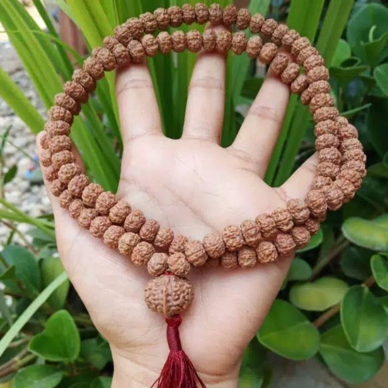 KALUNG JENITRI 11 12mm RUDRAKSHA