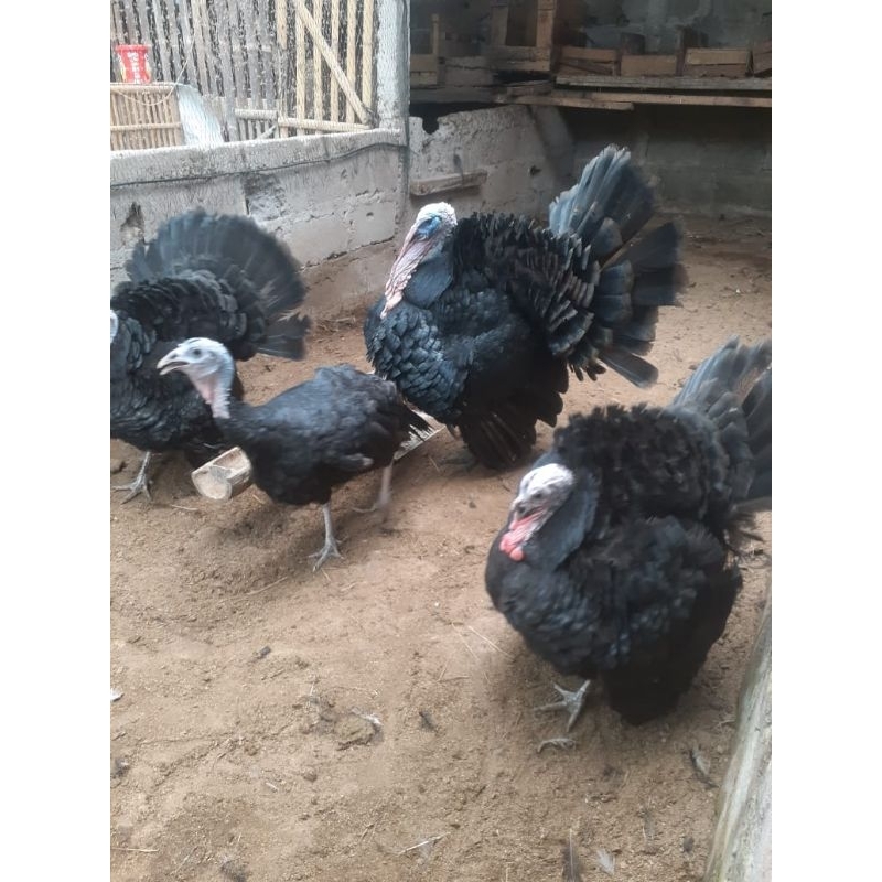 telur kalkun black norfok untuk ditetaskan. minat anakan - indukan bisa japri