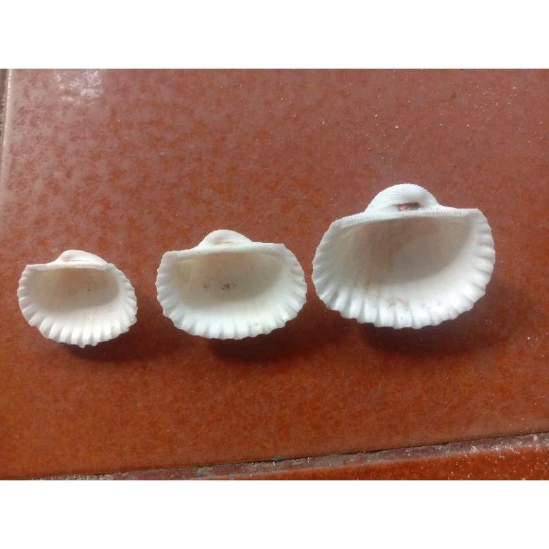 Cangkang Kerang Remis Besar isi 3