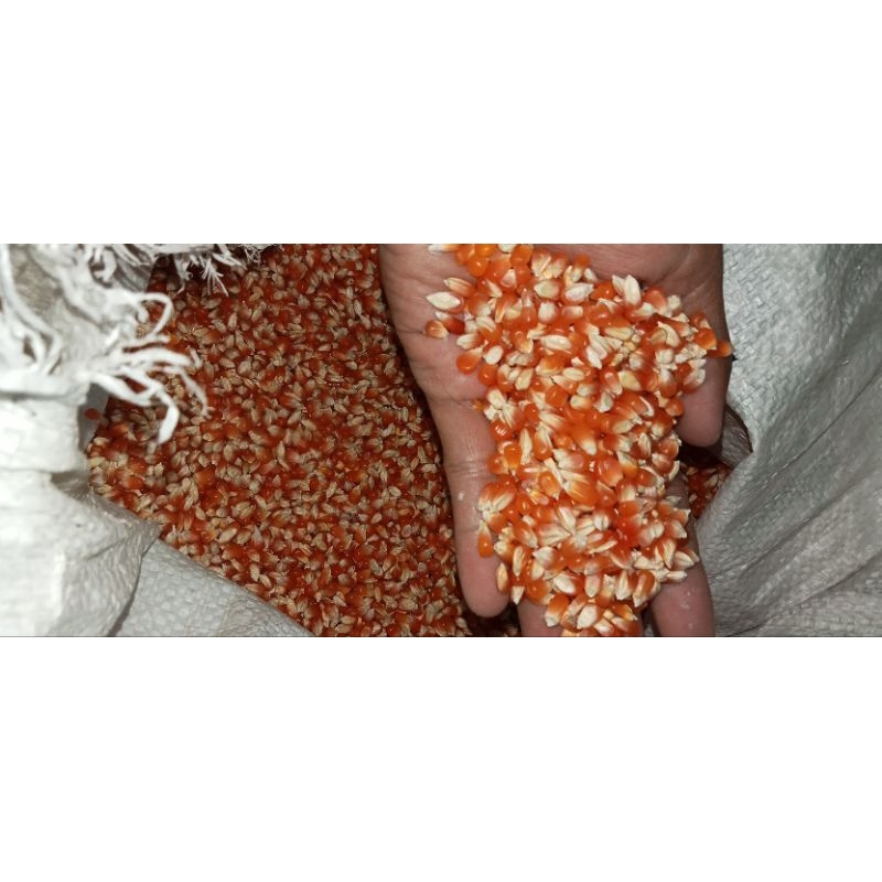 Jagung Pipil Grosiran Pakan Ayam Burung Merpati