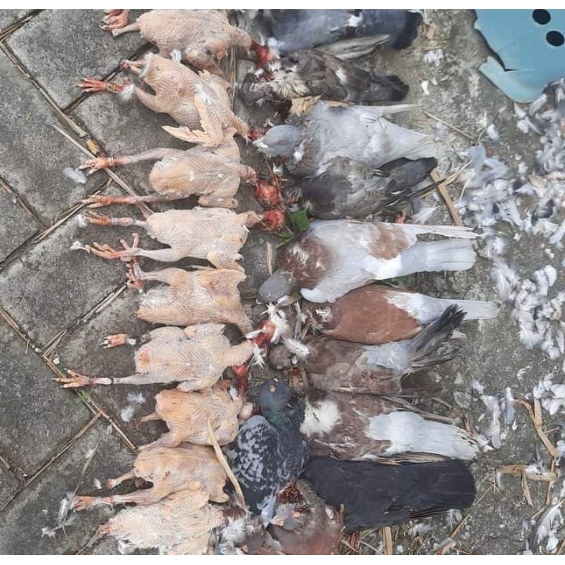 

merpati Potong atau burung dara potong 220gr up