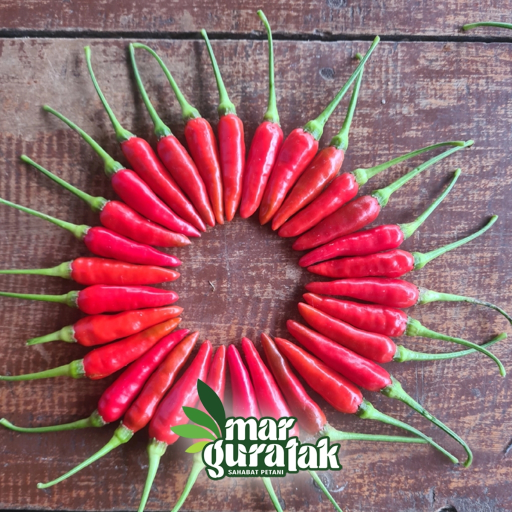 BIBIT CABE RAWIT LOKAL SIRAMOS 30gr