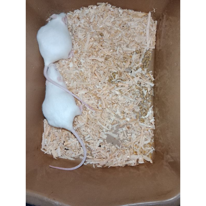 Mencit Betina Hamil Tikus putih