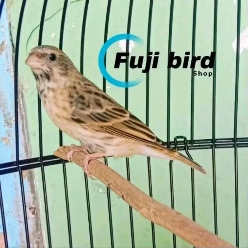 BURUNG BLACKTHROAT BETINA