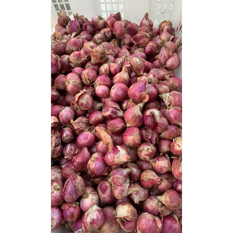 

Bawang merah super asli brebes 100%