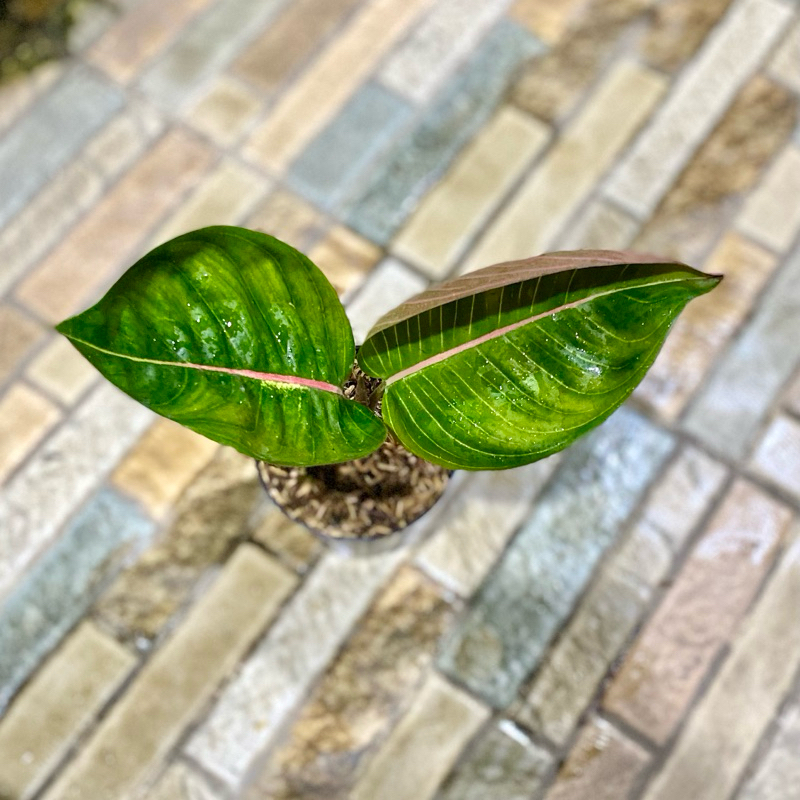 Aglaonema Black Moonlight gerhana