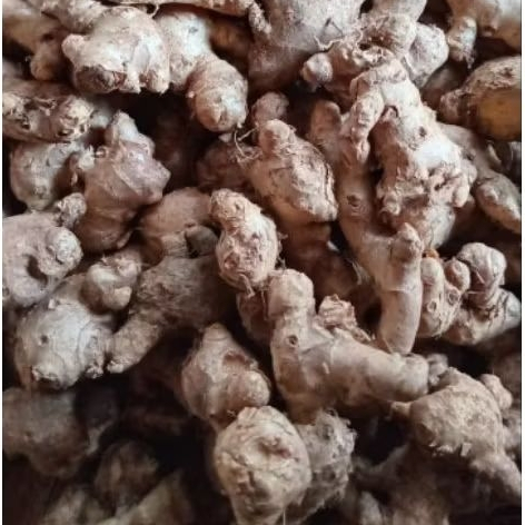 

jahe emprit segar basah 1 kg