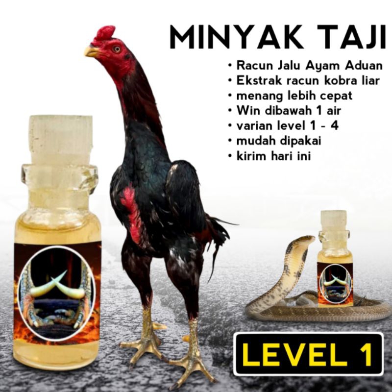 Rawatan Ayam Bangkok Asli Thailand Jalu racun cobra