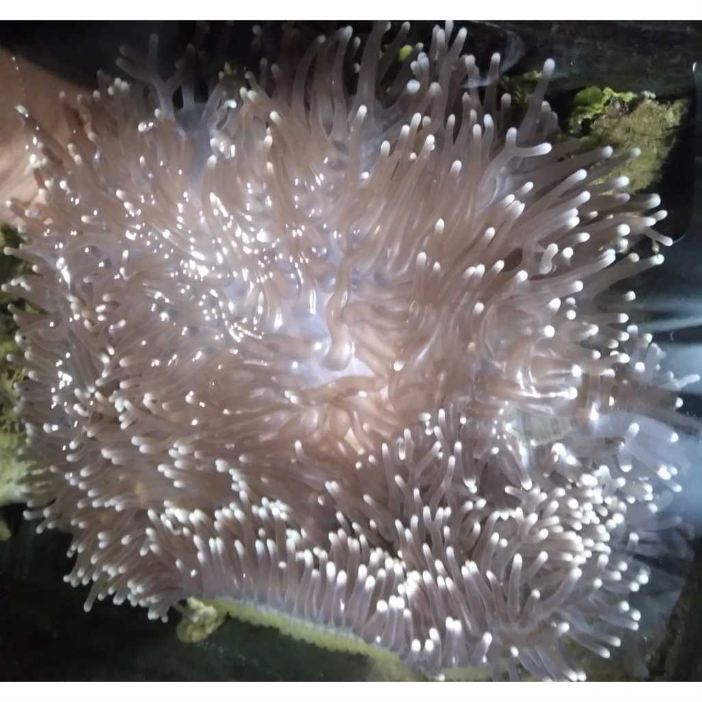 Anemon CLOWN Tip PUTIH - White Tip Clown L.T. Anemone