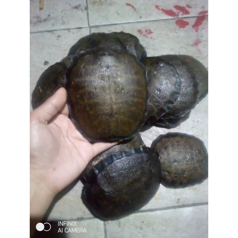 Tempurung bulus (labi-labi)
