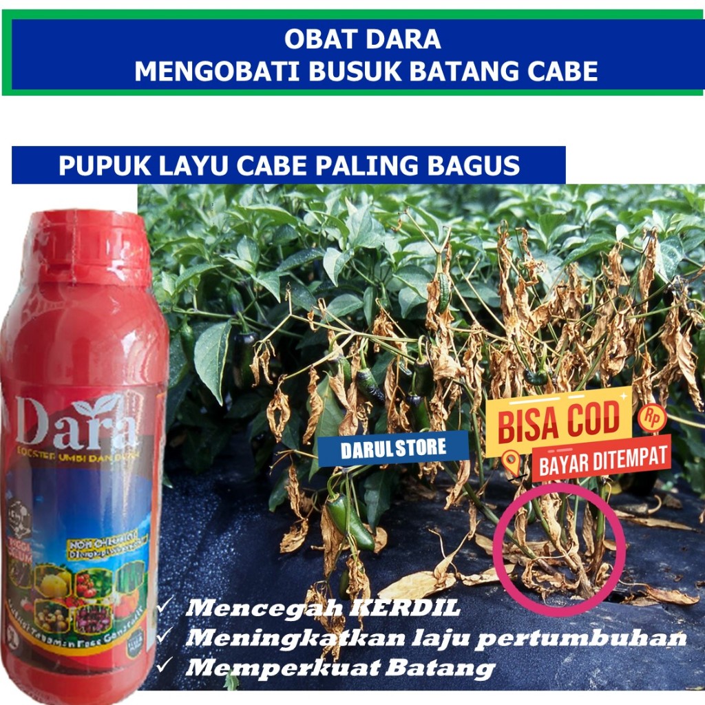(PUPUK TERBAIK) DARA Obat Atasi Penyakit Layu Bakteri Cabai/Cabe Paling Manjur, Obat Semprot Atasi L