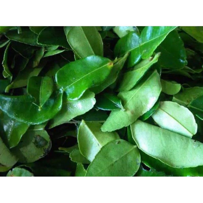 

daun jeruk segar per pak