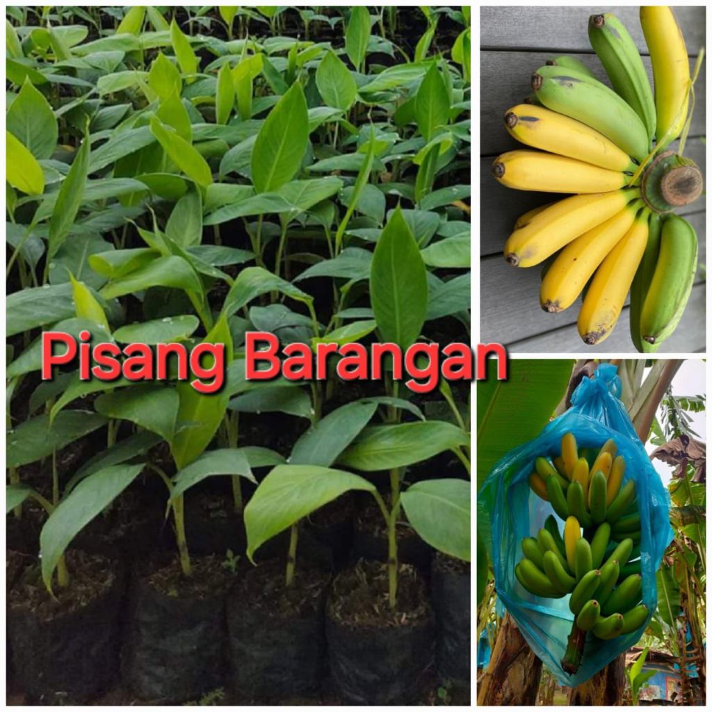 BIBIT PISANG BARANGAN KULTUR JARINGAN