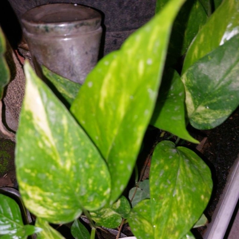 Epipremnum var Yellow / Epip Kujang Bibit