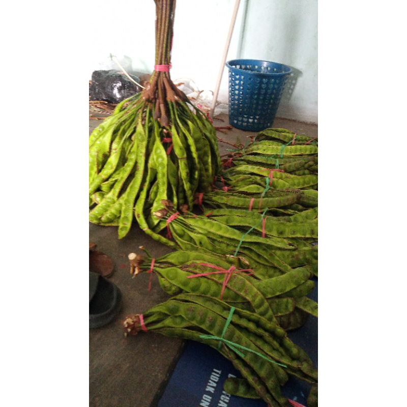 

Pete pendek / petai apa adanya 30rb 10 papan