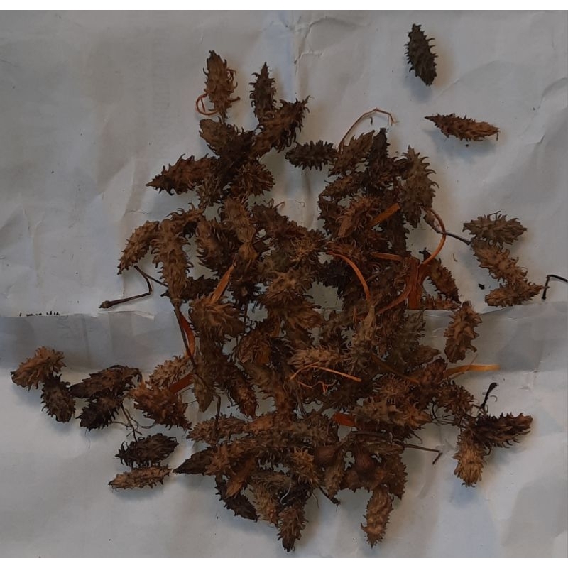 

kayu anyang / kayu an yang ( 1 ons / 100 gram )