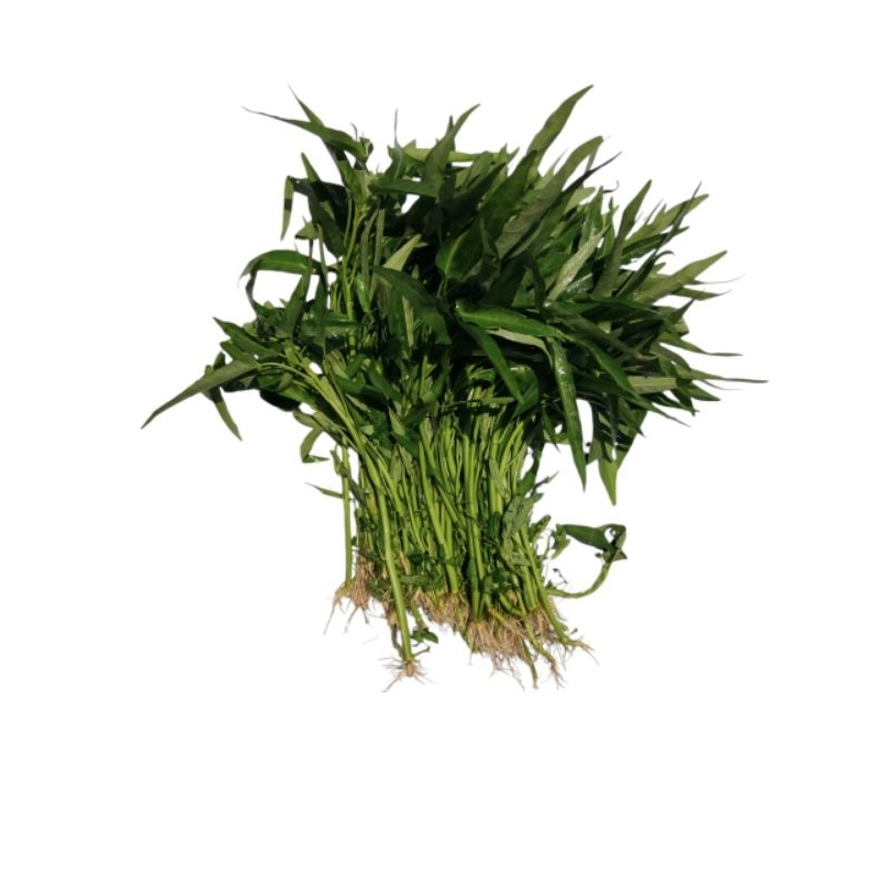 

kangkung sehat alami bersih