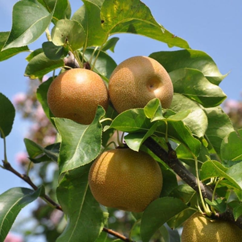 Bibit Buah Pir coklat cangkok