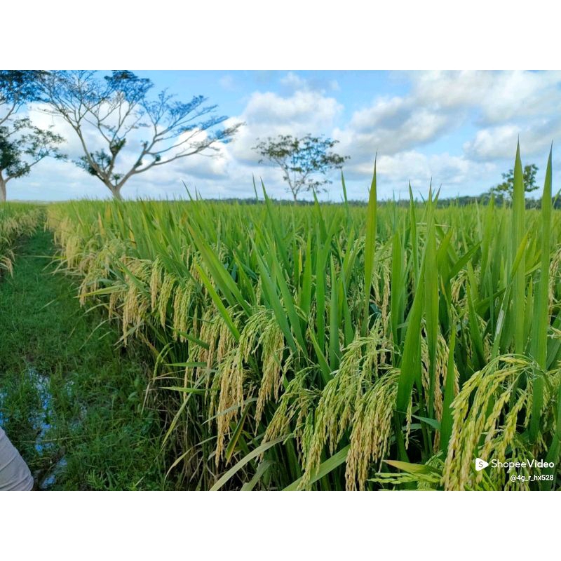 Bibit padi kabir 07 original 5 kg