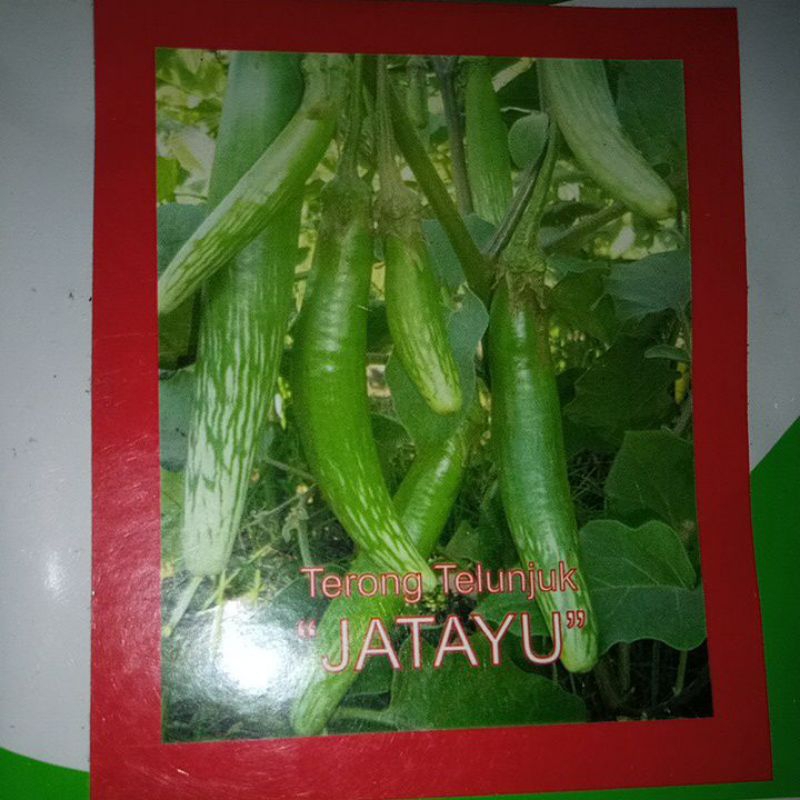 

Terong Telunjuk