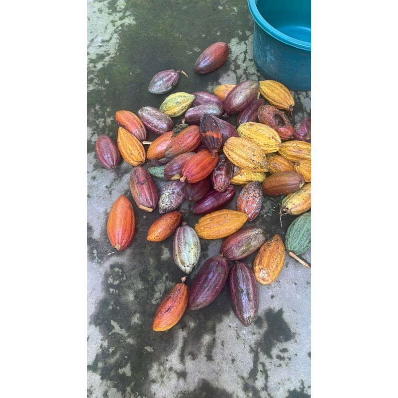 

kakao(coklat)