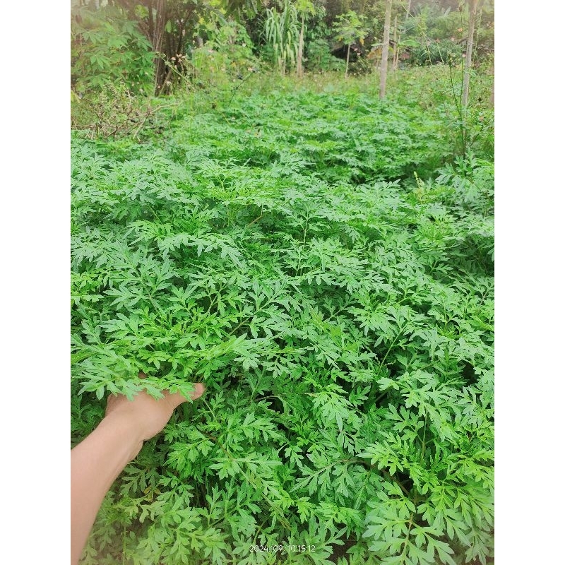 

daun kenikir segar fresh 1 kg / daun ramidang/ranamidang
