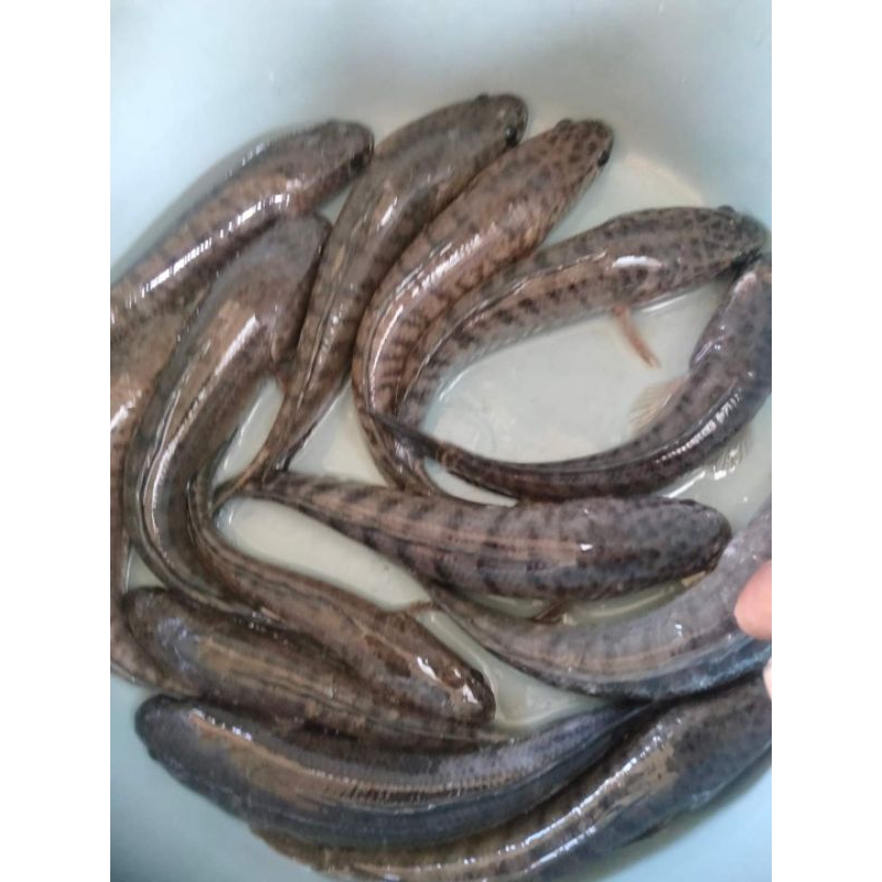 

Ikan Gabus Segar 1 Kg - Ikan Gabus Hidup 1 Kg - Bonus Pakan