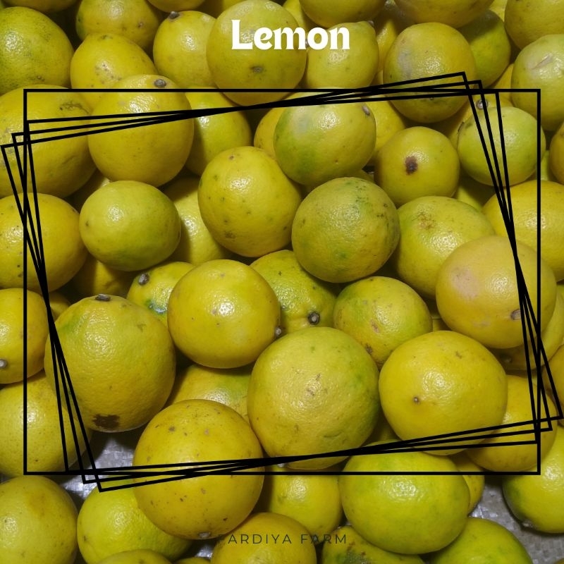 

lemon jeruk lemon segar fresh 250gr buah minuman peres penyedap rasa masakan