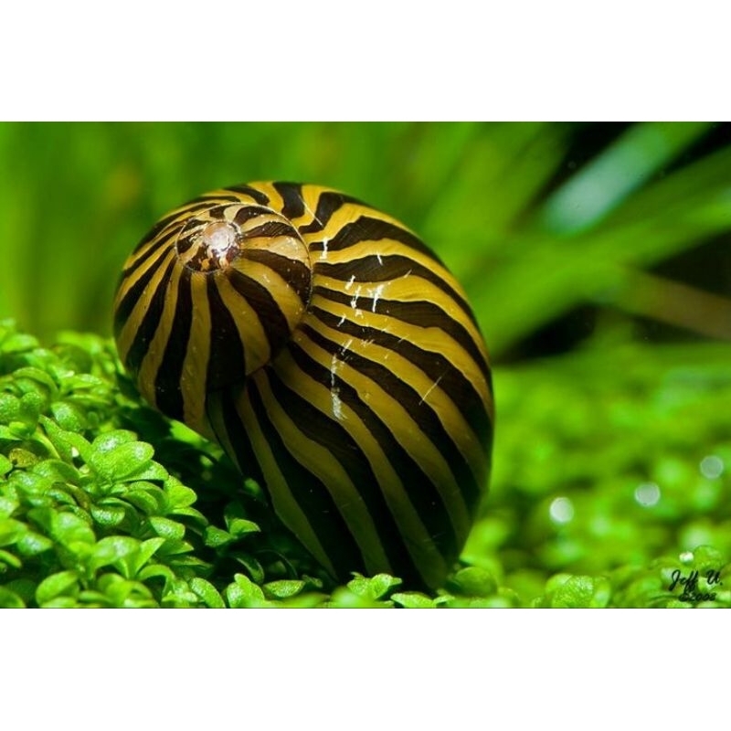 Keong Turbo Keong Pembasmi Lumut Aquarium Aquascape