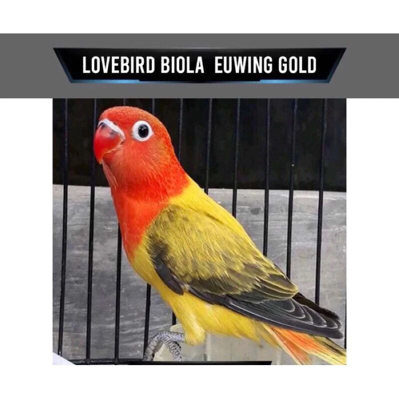 Burung Lovebird Biola Euwing Gold pilihan