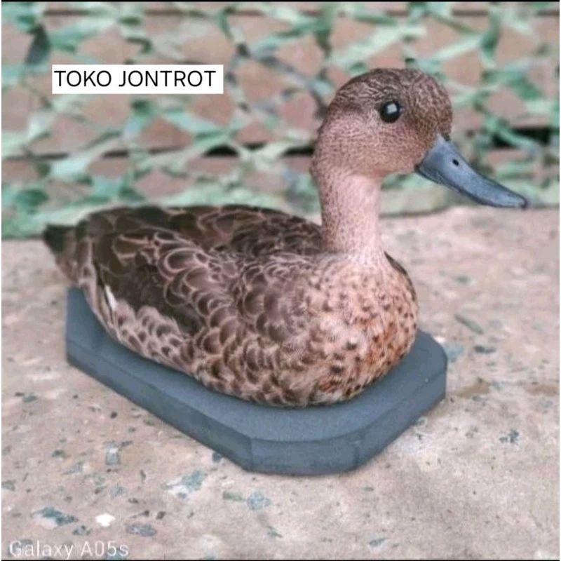 Jontrot Belibis Batu / Piolo