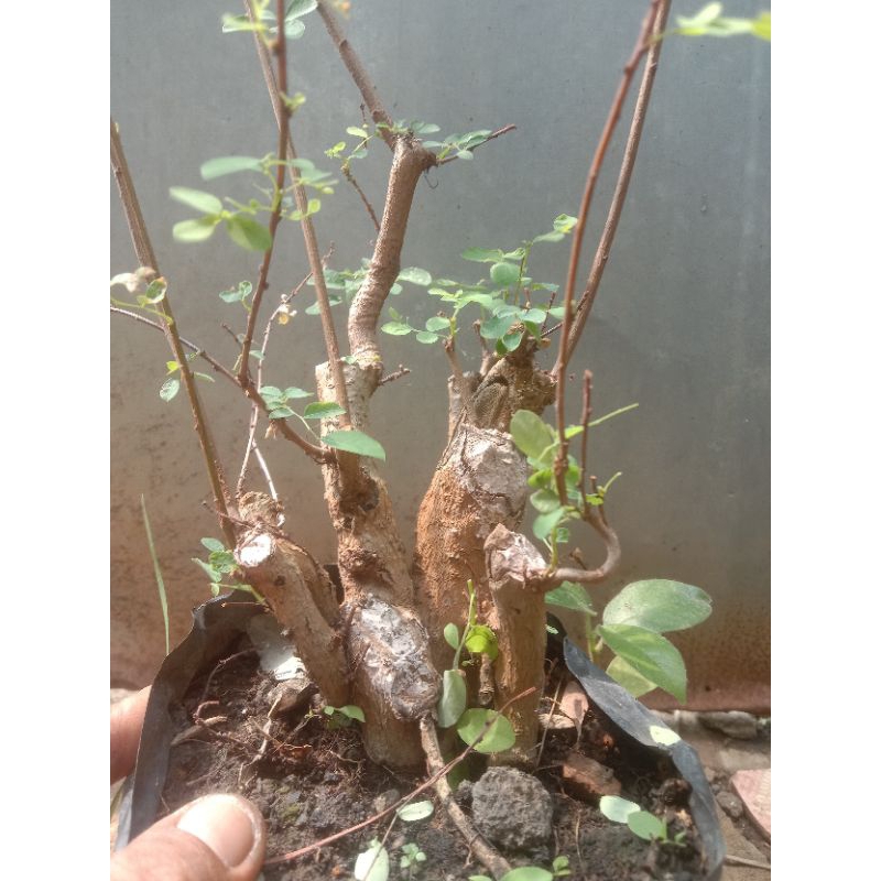 bonsai ileng2 posil tua alami subur mantull
