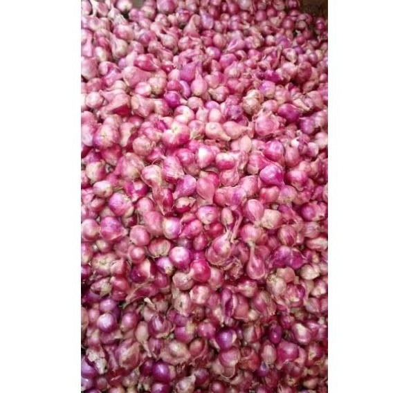 

BAWANG MERAH SEDANG DAN BESAR/BAWANG JAHAT