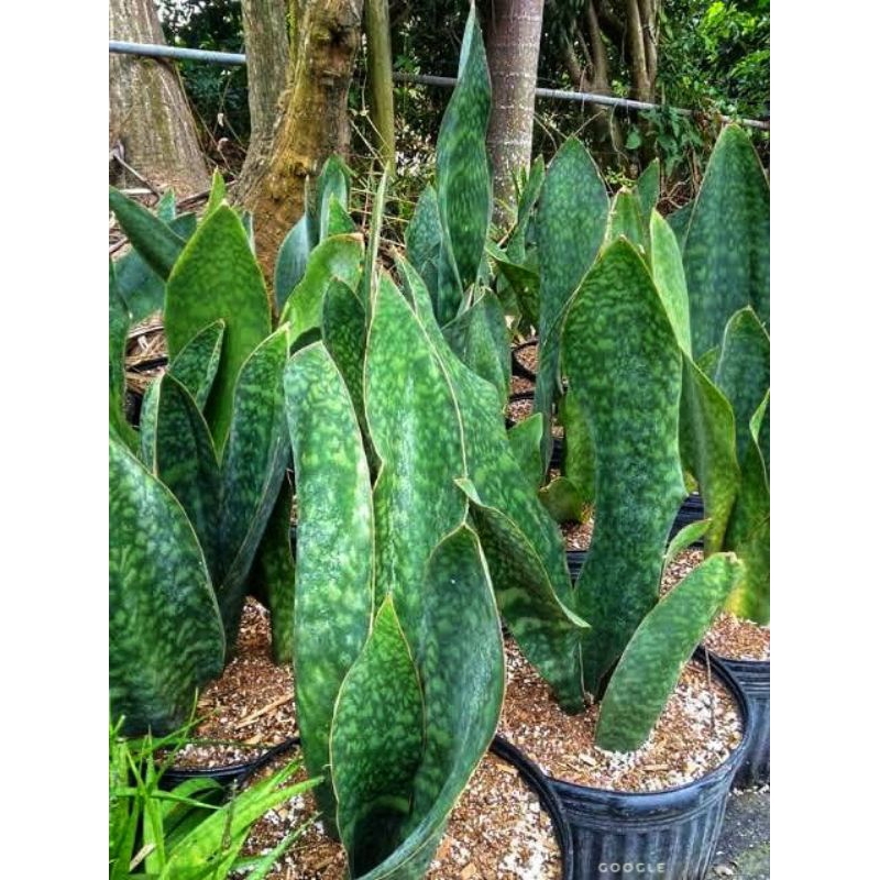 Tanaman Hias Sansevieria Centong | Sansevieria Masoniana