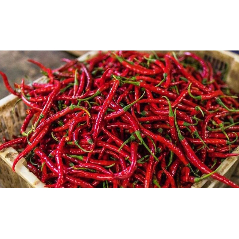 

cabai merah keriting segar 1kg