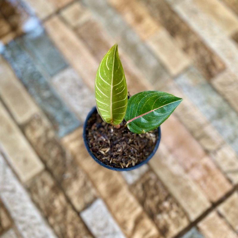 Aglaonema Black Moonlight