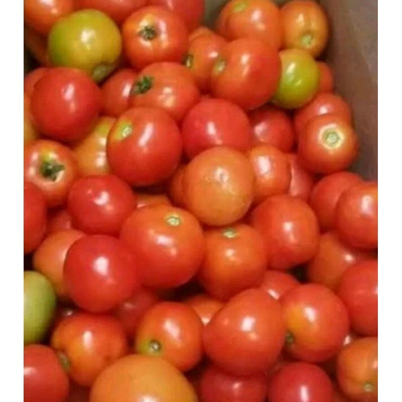 

TOMAT MURAH 1 KG CUMA 8.500